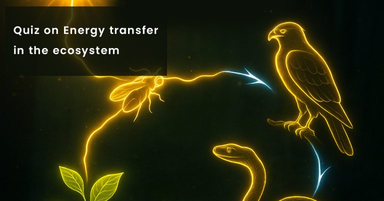 energy transfer in ecosystems quiz